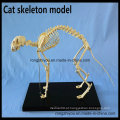 Modelo de esqueleto do gato para o modelo anatômico animal de ensino e finalidade médica